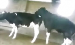 人马交配视频,探索神秘生物的繁衍之谜