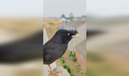 八哥鸟说话视频,视频揭秘其模仿人类语言之谜